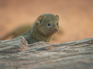 Small predator Mangusta dwarfs in the interior of the terrarium.
