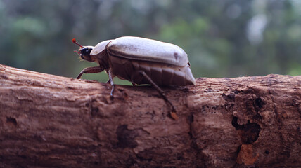 Cyphochilus beetle crawling on wooden twig