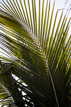 Hoja de palemera