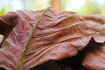 Leaves on the ground 