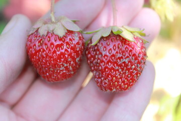 strawberry on the palm