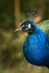 Crowned peacock in head detail.