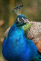Naklejka premium Crowned peacock in head detail.