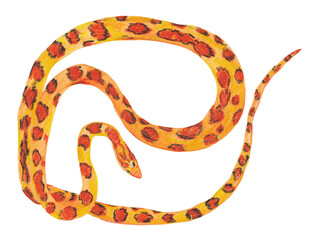 Corn snake Orange animal Handpainted and handdrawn illustration Png clipart with transparent background Nursery educational design element 