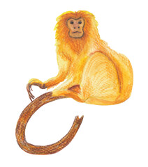 Golden Lion Tamarin Monkey Orange animal Handpainted and handdrawn illustration Png clipart with transparent background Nursery educational design element 