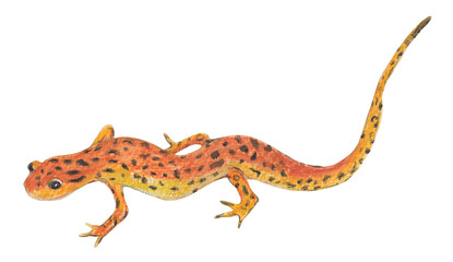 Salamander Spotted tail Orange animal Handpainted and handdrawn illustration Png clipart with transparent background Nursery educational design element 