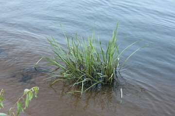 grass in the water