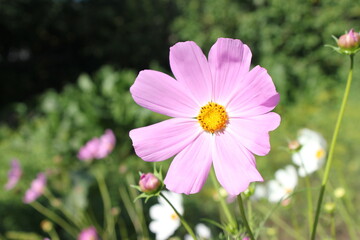 Obraz premium plants, flowers, beautiful flower