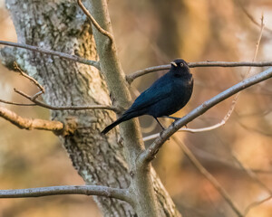 Brewer's Blackbird A blackbird is standing on a tree’s branch on the sunshine winter afternoon, looking around..