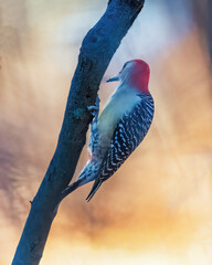 Red-Bellied Woodpecker. A colorful bird is climbing on a tree trunk under the sunshine in the winter afternoon, looking around. .