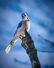 Blue Jay. A small blue bird is standing on the top of tree trunk in winter afternoon, looking up