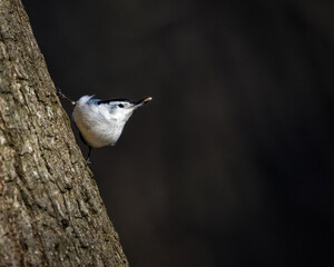 White-Breasted Nuthatch. A small bird is standing on tree trunk, beak with small seed, looking up, in the sunshine of winter afternoon..