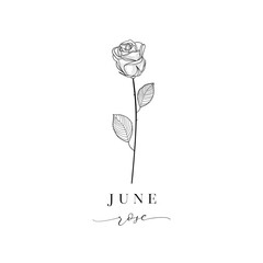 Rose, June. Hand drawn birth flowers, Vector Graphics. - 775384588
