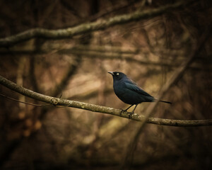 Rusty Blackbird. A blackbird is standing on a tree’s branch on the winter afternoon, looking around..