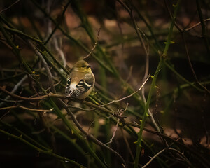 American Goldfinch. A small yellowbird is standing on branches on the moody winter afternoon, looking back..