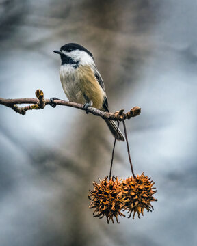 Black-Capped Chickadee. A small bird climbs the tree branch with two dry fruit balls in the cloudy winter morning..