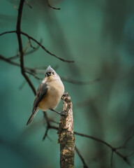 Tufted Titmouse. A small bird is standing on the tree stock in winter afternoon, looking up.