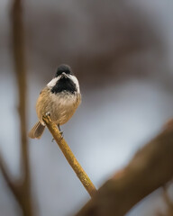 Black-Capped Chickadee. A small bird is sitting on a tree branch in the cloudy winter afternoon, looking down.