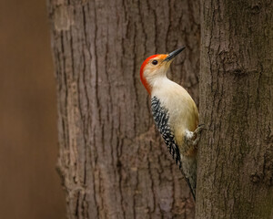 Red-Bellied Woodpecker. A colorful bird is climbing on a tree trunk in the cloudy winter afternoon, looking around.