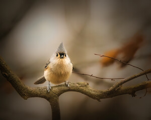Tufted Titmouse. A small bird is standing on the tree brach in the cloudy winter afternoon, looking...
