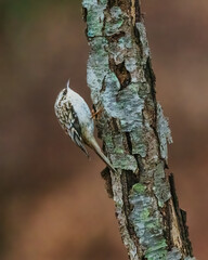 Brown Creeper. A small bird is standing on tree trunk, looking around in the cloudy winter morning..
