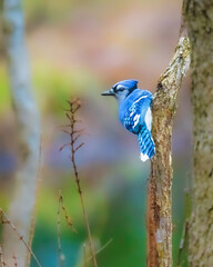 Blue Jay. A small blue bird is standing on the tree branch in winter morning, looking around.