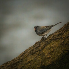 White Winged Junco. A small gray bird is standing on tree trunk by the lake in the moody winter morning, looking for foods..