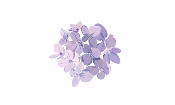 purple Hydrangea