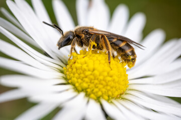 A small pollinating bee on a daisy flower.