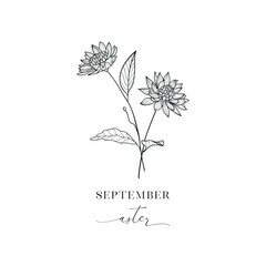 Aster, September. Hand drawn birth flowers, Vector Graphics. - 775386129
