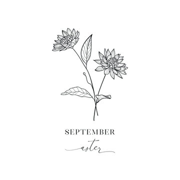 Aster, September. Hand drawn birth flowers, Vector Graphics.
