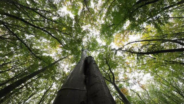Trunk of a large beech tree, view from below