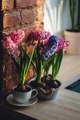 Concept of spring home gardening, transplanting plant in ceramic pots on wooden table. Taking care...