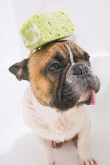 unhappy french bulldog taking bath, sitting at the bathroom