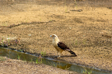 White-tailed eagle (Haliaeetus leucocephalus) at the waterhole