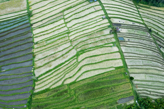 An aerial shot of terraced rice paddies in Java or Bali, showing the intricate patterns of agriculture in a lush green landscape