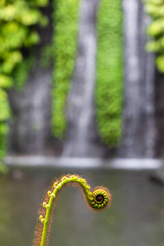 Close-up of a delicate fern frond spiraling open with a soft-focus waterfall cascading in the lush background, symbolizing new growth