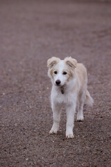 female border collie puppy in light brown and white with a very expressive face walking in the street