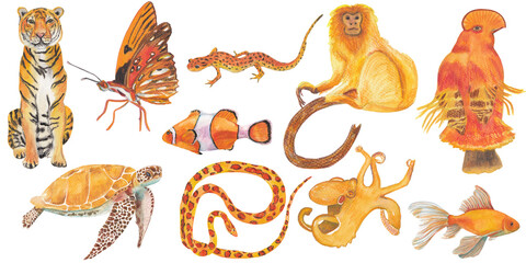 Set of orange animals Handpainted and handdrawn illustration Clipart isolated on white background Nursery educational design element 