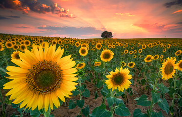 Breathtaking sunset over vibrant sunflower field in Spain