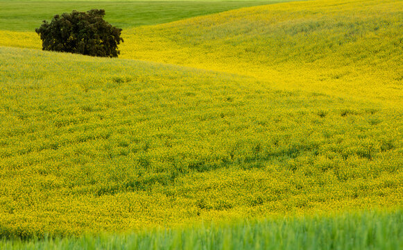 Expansive colza fields under sunlight in Guadalajara, Spain