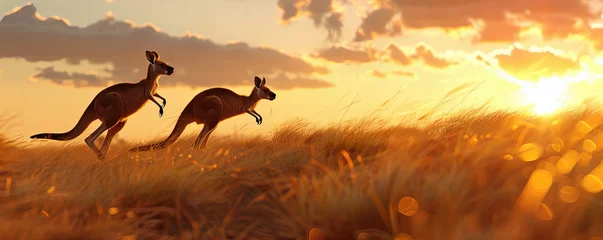 Selbstklebende Fototapeten A several kangaroo hopping in the wild land with sunrise in the background , animal theme. © *Lara*