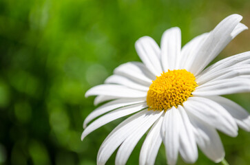 Chamomile flower macro. Beautiful blooming white daisies. Natural background. Macro nature