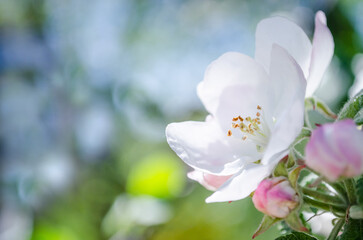 Apple bloom flowers in sunny spring day