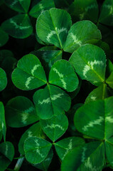 Green clover leaf macro. Beautiful leaf texture. Natural background. Macro nature - 775392965