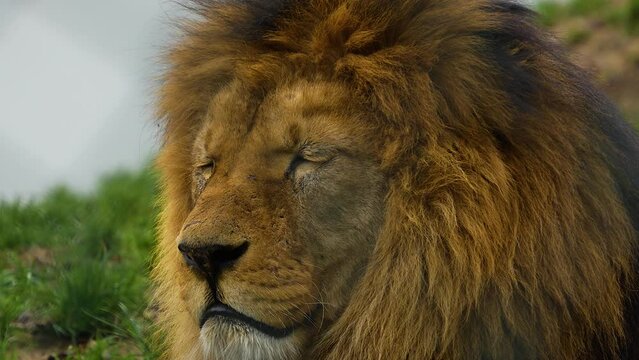 Close up of a male lions head resting on meadow