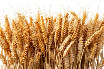 Close-Up of Wheat Bunch