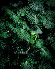 Monstera deliciosa in nature