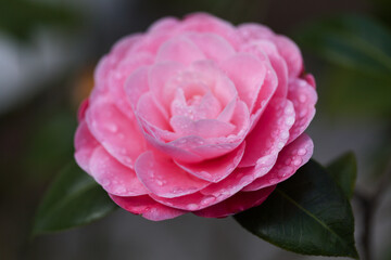 Flowering pink Camellia natural macro floral background - 775397142