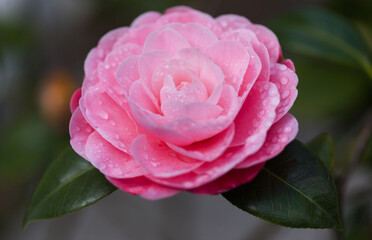 Flowering pink Camellia natural macro floral background - 775397153